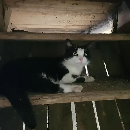 Oberschmiede Auf der Wiese