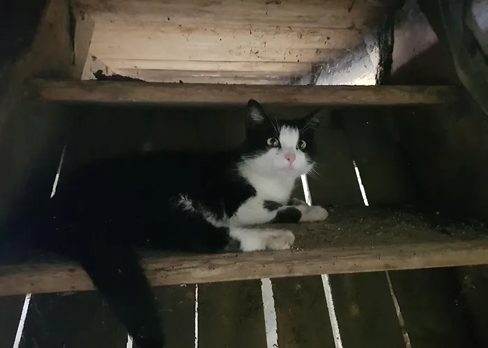 Oberschmiede Auf der Wiese